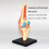 Knee Joint Model Plastic Puzzle Assembly For Education Human Skeleton Anatomy Model Educational Training Aid 3