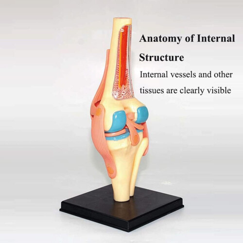 Knee Joint Model Plastic Puzzle Assembly For Education Human Skeleton Anatomy Model Educational Training Aid 2