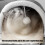 Cachette pour animaux de compagnie, lit portable-S Milo Gris 5
