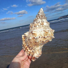 Natural Seashell Conch Wedding Table Decor Household Decor Dinner Table Decor Seashells Craft Charms for Crafts Scallop Ornaments Art 25-26s