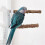 (15CM) 3pack Parrots Wall Bath Standing Rack Suction Cup Station Poles Interaction Toy for Interactively Playing 4