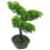 Árvore De Bonsai Artificial De Vaso Para Escrivaninha 1