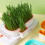 2 Unidades De Para Com Grama Para Plantas 7