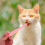 Pet Pill Dispenser Für Katzen Und Mit Tabletten Pusher 5