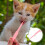 Pet Pill Dispenser Für Katzen Und Mit Tabletten Pusher 11
