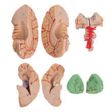 2 Human Brain Modell Anatomisches Gehirnmodell Pink