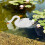 De Cisne De Decorativo 10