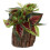 Planta Bonsai Artificial Vaso Para Decoração De Escritório 10