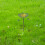 Outdoor Vogelbad Mit Für Sittiche Gartendekoration 4