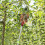 1Set Multi-Color Fruit Picker Tool with Aluminum Pole for Garden Use 4