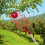 1Set Multi-Color Fruit Picker Tool with Aluminum Pole for Garden Use 3