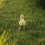 Chicken Wire Gegalvaniseerd Zeshoekig Draadnet Kippendraad 6