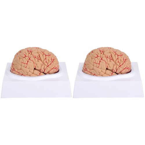 2 Nieuw Menselijk Hersenmodel Medisch (Roze) 2