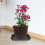 8 Unidades Retangular De Plástico Para De Bonsai 3