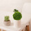 2 Unidades De Verde Para Decoração E Festa 6