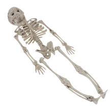 1St Halloween Skelett Modell Menschliche Körper