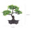 Bonsai Artificial Para Decoração De 3