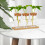 Plantas De Propagação Terrário: 3 Com 3