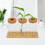 Plantas De Propagação Terrário: 3 Com 5