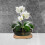 2 Unidades Bandejas Para De Bonsai Suculentas 9