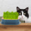 Hidropônica Para Grama De Com De Catnip 10