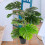 Duurzame Bonsai Plant Voor En 5