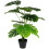 Duurzame Bonsai Plant Voor En 7