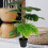 Duurzame Bonsai Plant Voor En 10