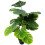 Duurzame Bonsai Plant Voor En 6