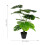 Duurzame Bonsai Plant Voor En 2