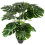 Duurzame Bonsai Plant Voor En 9