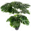 Duurzame Bonsai Plant Voor En 4