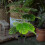 Duurzame Bonsai Plant Voor En 3