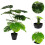 Duurzame Bonsai Plant Voor En 8