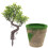 2 Unidades Árvore De Bonsai Artificial Vaso Planta 1