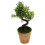 2 Unidades Árvore De Bonsai Artificial Vaso Planta 10