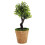 2 Unidades Árvore De Bonsai Artificial Vaso Planta 9