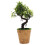 2 Unidades Árvore De Bonsai Artificial Vaso Planta 8