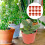 30St Plastic Rond Voor En Binnenplant Hobby 4