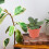 30St Plastic Rond Voor En Binnenplant Hobby 9
