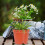 30St Plastic Rond Voor En Binnenplant Hobby 10
