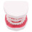 2 Pcs Dente com Língua para e 2