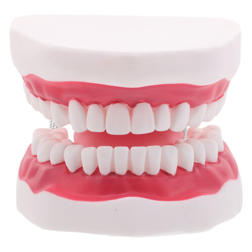 2 Pcs Dente com Língua para e 2