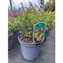 Large Berberis Darwinii Evergreen Garden Shrub in a 3 Litre Pot By Direct Plants