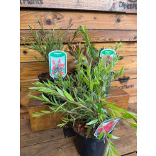 3 Mixed Large Callistemon Bottlebrush Evergreen Shrubs in 2/3 Litre Pots By Direct Plants