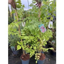 2 Mixed Large Campsis Hardy Trumpet Vines 3ft Tall in 2/3 Litre Pots By Direct Plants