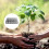 5 Unidades Bandejas Para Plantas Placas 5