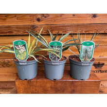 3 Mixed Hardy Yucca Trees in 2/3 Litre Pots By Direct Plants