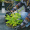 2 Unidades Suporte Para Plantas Trepadeiras 7