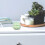Pet Urn Para Cremación Perro 4